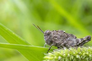 verbazingwekkend klein groen sprinkhaan Aan blad . dichtbij omhoog. groen achtergrond foto