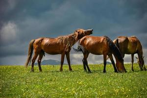 paarden begrazing Aan de qiongkushitai grasland in xinjiang foto
