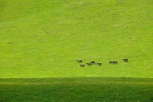 paarden begrazing Aan de qiongkushitai grasland in xinjiang foto