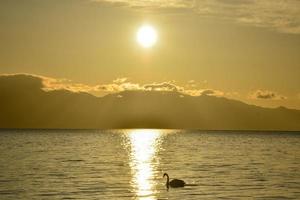 zwanen zwemmen in de gouden ochtend- licht van tarim meer foto