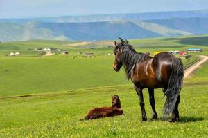 paarden begrazing Aan de qiongkushitai grasland in xinjiang foto