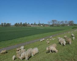 visie naar middeleeuws historisch douane station zollfeest zonen, rijn rivier- dichtbij naar slapen en neuss, duitsland foto