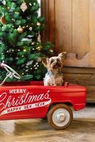 een yorkshire terriër zit in een rood speelgoed- auto versierd voor kerstmis. nieuw jaar kaart met een hond foto