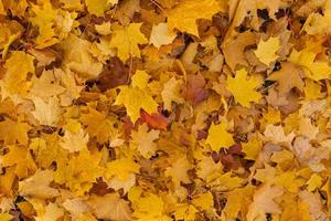 geel esdoorn- bladeren in herfst. natuurlijk achtergrond foto