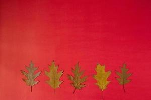 herbarium. herfst geel bladeren Aan een rood achtergrond. kopiëren ruimte foto