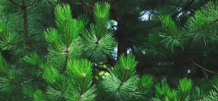 achtergrond groen naalden boom thuja dichtbij omhoog. banier foto