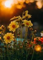 gele bloem met groene bladeren foto