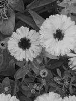 zwarte en witte bloem foto