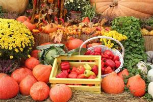 biologisch pompoen en groente in houten doos Aan agrarisch eerlijk. oogsten herfst tijd concept. tuin vallen natuurlijk fabriek. dankzegging halloween decor. feestelijk boerderij landelijk achtergrond. veganistisch voedsel. foto