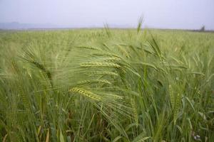 groen gerst in de veld. rauw gerst landbouw plantage landschap visie foto