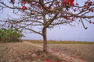 boom met rood bloemen Aan de achtergrond van de zee en blauw lucht foto