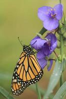 monarch vlinder Aan spiderwort foto