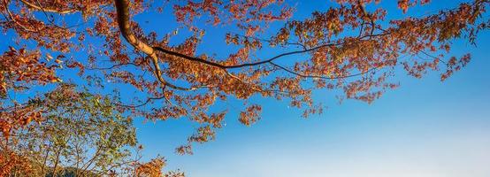 herfst rood en geel Japans esdoorn- blad Aan blauw lucht in tuin met zonlicht. foto