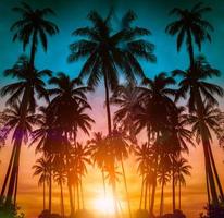 silhouet kokospalmen op het strand bij zonsondergang. vintage toon. foto