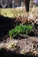 de eerst, voorjaar spruiten van groen gras, Aan een warm zonnig dag, na een verkoudheid winter. schoonheid in natuur. dichtbij omhoog. kopiëren ruimte foto