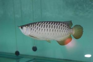 een dichtbij omhoog van zilver arowana vis in een groot aquarium. concept foto van aquatisch dieren.