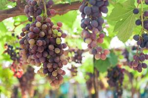 trossen van wijn druiven hangende Aan de Liaan met groen bladeren in tuin foto