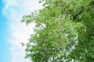 tamarinde boom tamarinde peul Aan blauw lucht achtergrond foto