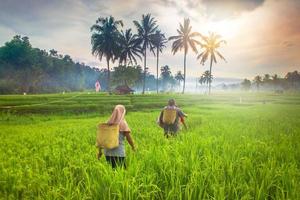 mooi ochtend- visie Indonesië. panorama landschap rijstveld velden met schoonheid kleur en lucht natuurlijk licht