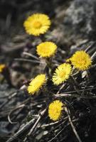 gele paardebloemen op de grond foto