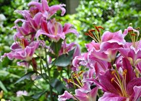 roze Japans lelies in een zomer tuin foto