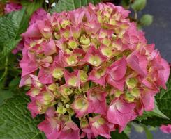 opnieuw bloeiend hortensia laten we dans arriba foto