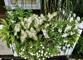 wit raamkozijn met caladiums en mini petunia's foto