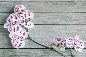 wit orchideeën met Purper vlekken Aan grijs houten achtergrond foto