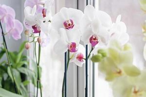 meerdere phalaenopsis orchideeën Aan de venster dorpel, kamerplanten groeit en zorg foto