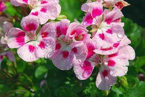 roze geranium in zomer tuin nat na regen foto