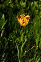 macro van geel tulpen Aan een achtergrond van groen gras foto