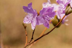 macro van een Afdeling van ledum bloem foto