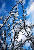 besneeuwde takken tegen een blauwe hemel foto