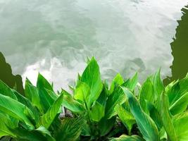 indica bladeren geïsoleerd door spatten water van de meer foto