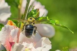 oostelijk timmerman bij zweeft over- een bloem foto