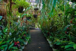 mooi tuin, binnen van een kas met ingemaakt planten en decoratief gras foto