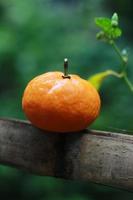 een dichtbij omhoog van mini citrus fruit geplaatst Aan bamboe stokjes met bomen in de achtergrond. fruit foto concept.