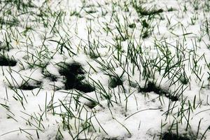 groen gras bedekt met sneeuw foto