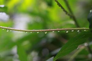 een dichtbij omhoog van water druppels Aan cassave bladeren na wezen blootgesteld naar regen. natuurlijk foto concept.