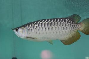 een dichtbij omhoog van zilver arowana vis in een groot aquarium. concept foto van aquatisch dieren.