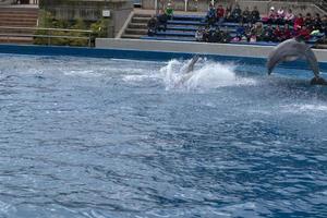 Madrid, Spanje - april 1 2019 - de dolfijn tonen Bij aquarium dierentuin foto