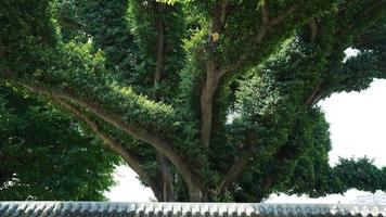 een groot en oud boom visie gelegen in de zuiden van de China in zomer foto