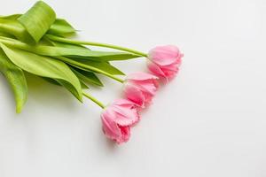 roze tulp geïsoleerd Aan wit achtergrond foto