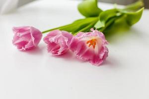 roze tulp geïsoleerd Aan wit achtergrond foto