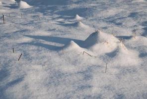 langwerpige schaduwen op een besneeuwde weide foto