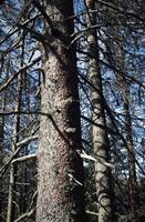 droge bomen in het bos foto