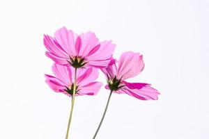 roze kosmos bloem mooie bloeiende geïsoleerd op witte achtergrond foto
