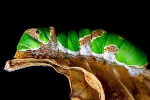 groen rups- vlinder met oud blad Aan zwart achtergrond . foto