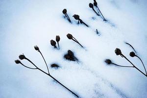 planten in sneeuw foto