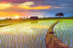 mooi ochtend- visie Indonesië. panorama landschap rijstveld velden met schoonheid kleur en lucht natuurlijk licht foto